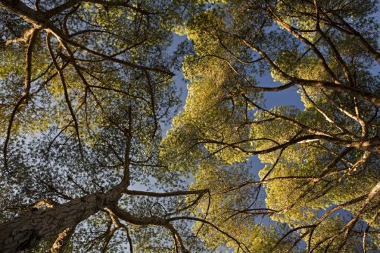 Premi a la millor fotografia de flora i fauna. Títol: Trobada d'arbres a Collserola - Autor: Gorka Ibáñez de Garayol 