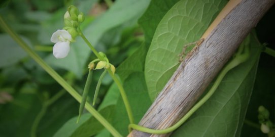 Fotograma de "Flor i tavella"