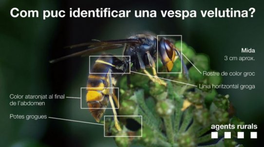 Com puc identificar la vespa velutina?