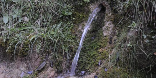 Font de bosc