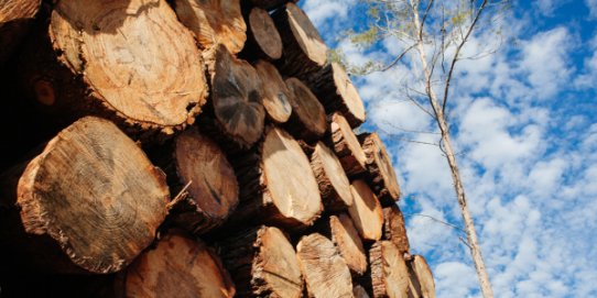 L'explotació forestal a causa dels efectes de la ventada del 9 de desembre de 2014 ha deixat imatges com aquesta.