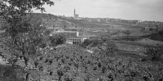 Vinyes als voltants de Castellar.