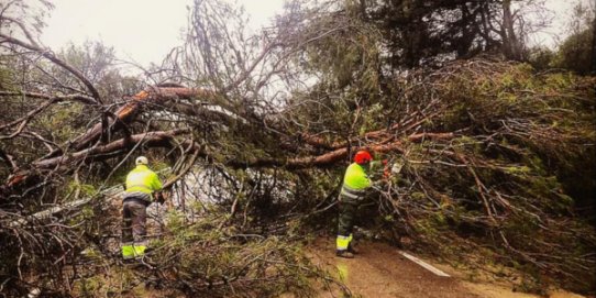 A Castellar, les incidències provocades pel temporal Glòria s'han concentrat especialment a Sant Feliu del Racó i les urbanitzacions.