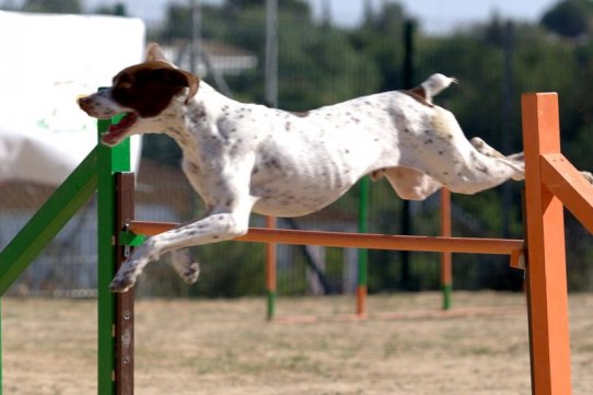 Agility