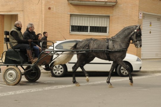 Sant Antoni Abat 2010