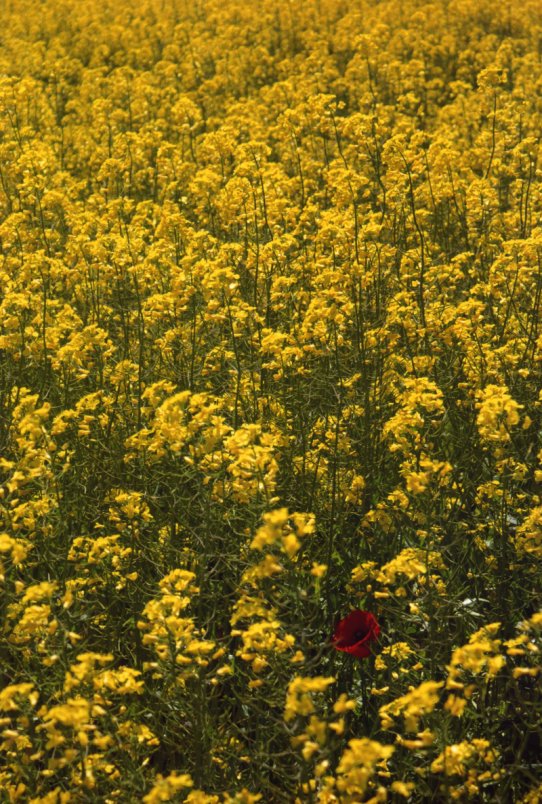 Accèssit: Lluís Latorre ("Vermella")