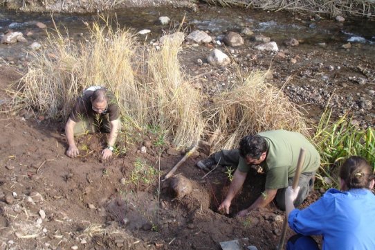 Alguns dels participants a la jornada, realitzant les feines de plantació