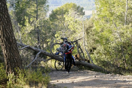 Arbre caigut a la pista forestal d'accés al Puig de la Creu