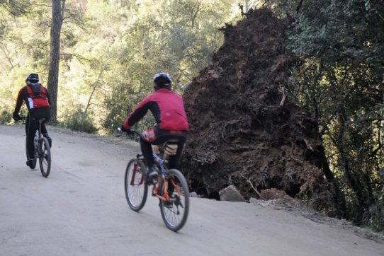 Camí de Canyelles després del temporal de vent