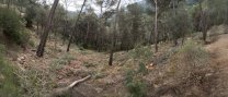 L’Ajuntament, l’Associació de Propietaris Forestals i BOSCAT prorrogaran el conveni per a la gestió forestal a Castellar